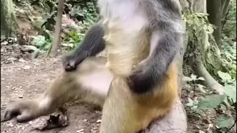 this monkey can't hold back sleepy #cute animals