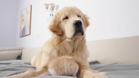 Kitten Becomes Madly Obsessed With Golden Retriever 100 Times Her Size