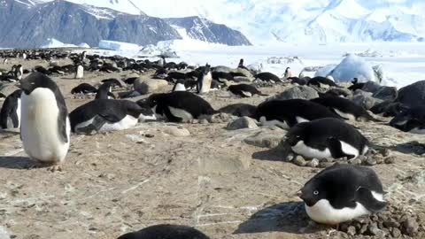 Cape Hallett Adélie Penguin Colony