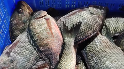 Big Tilapia Fish Video l Nice Ayer Fish And Karfu Carp Fish Video