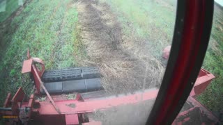 750 Massey harvesting buckwheat