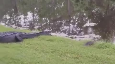Crocodile VS turtle