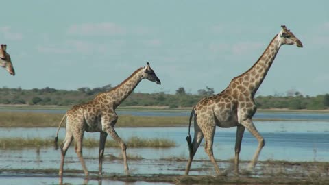 three giraffes