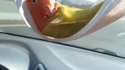 Cute Uniqie tamed parrot Romeo , Taking rest on face mask , Enjoying Car Drive