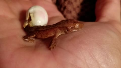 Hatching Gecko