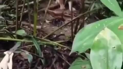 Family walks through jungle and gets a surprise