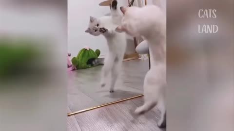 Funny Cat