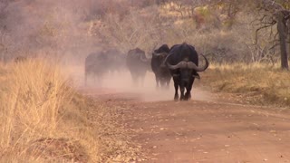 Herd Of Buffalo Racing on Dusty Track