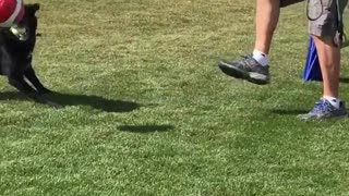 Dog plays various sports