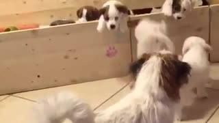 Jack Russell puppy's brave escape from pen