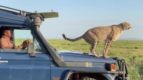 Leopard Toilet Time on front Jeep Don't miss this viral video