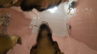 Underwater Footage of Duckling Butts