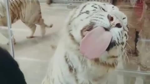 Best Funny Animal Videos for this year (2022), funniest animals ever. enjoy with cute animals.