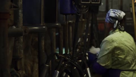 Female farmer in overalls puts a milking machine on a cow