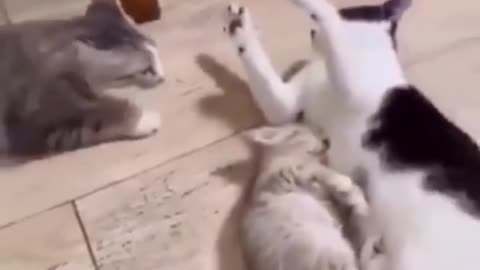 Very Funny mom cat fight with mate while feeding