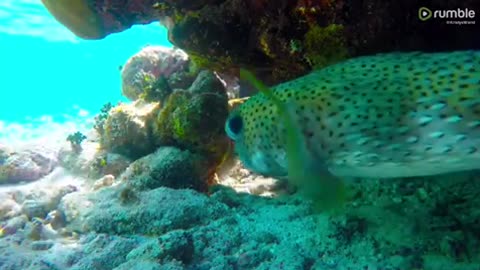 Curious pufferfish is adorable but extremely deadly to predators