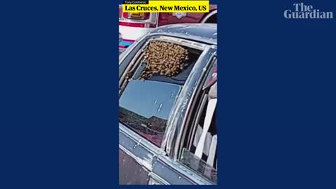 US man finds giant bee swarm in his car after shopping trip