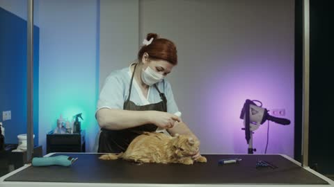 The cats caregiver cat fur being cut off slowly