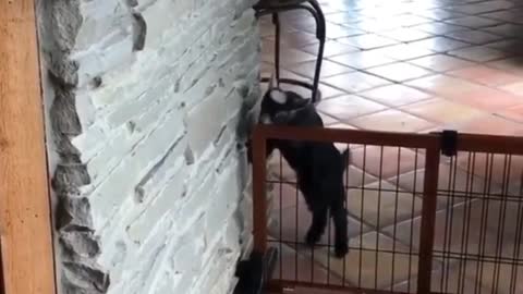 Goats practicing parkour on their new obstacle