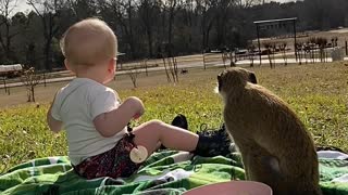 Olive And Bobo See Neighbors During Picnic
