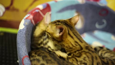 A cat with leopard coloring takes care of another cat. Washes it. Sleepy cats