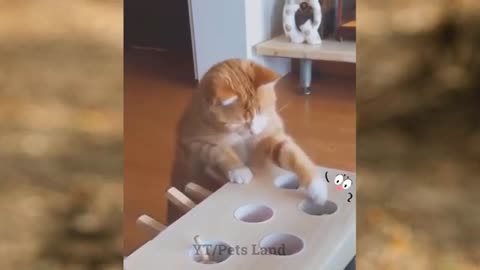 Funny Cats Video Compilation 2021 Cute Cats Pets Land
