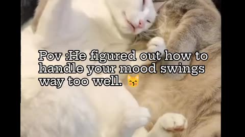 Funny and Cute Cats Video #80