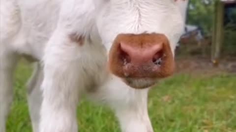 The calf has a runny nose from the cold