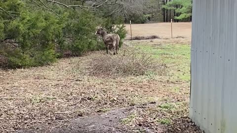 Donkey Plays With Squeaking Rubber Chicken