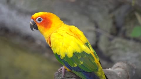 Parrot cute animal nature