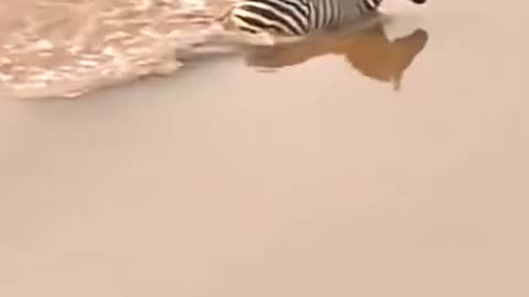 The Zebra Survived The Crocodile But Was Killed By The Lion