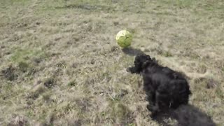 Dog playing to football