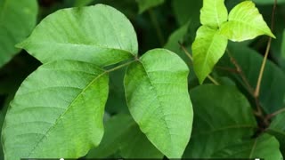 Poison Ivy Williamsport Maryland Landscape The Best Professional