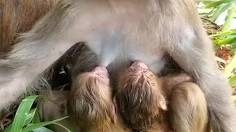 Cute monkey videos baby 😍 Funny Monkey Baby 😍 Newborn Monkey Baby