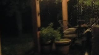 Boxer Dogs hate the rain