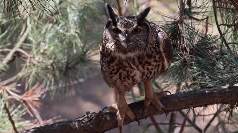 Bride animals owls danger funny video🦉
