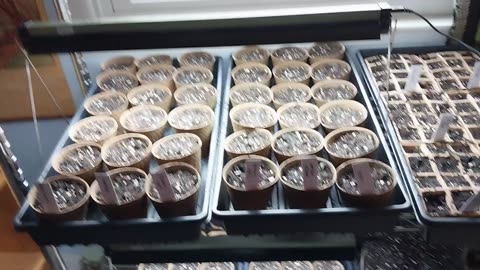 Styxhexenhammer Indoor Garden Update 03-02-2024