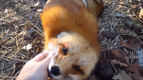 Adorable Baby Fox Pups Playing - CUTEST Compilation