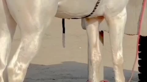 Animal janvaron ki p*** video dekhta hai