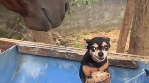 Videos of funny animals, Funny animals 😄😆hub, funny videos, #animals #cats #dog #dogsvideos