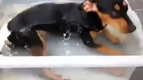 dog taking a bath alone