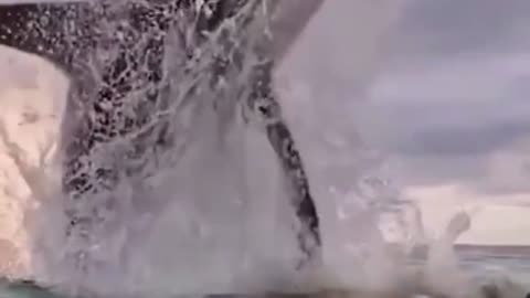 whale scaring bathers on the beach