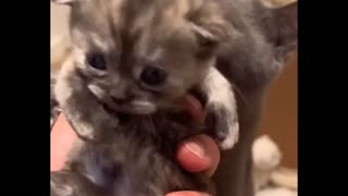 Mother Cat Protects Kitten- Adorable 😻😸🐱😍