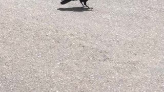 Cute Crow