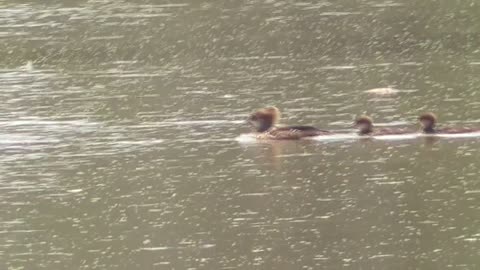 94 Toussaint Wildlife - Oak Harbor Ohio - Family Speeding Down The River.