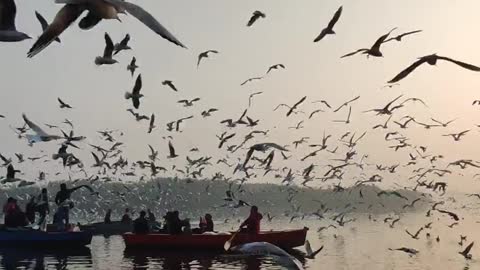 Birds flying over the sea