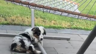 Aussie puppy tries to figure out the hammock