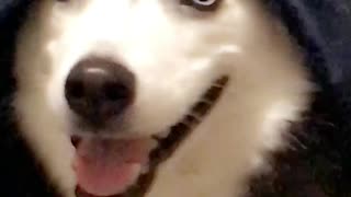 Siberian Husky caught humorously sneaks into bed