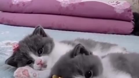 Dual kittens - Small cats are very beautiful and adorable