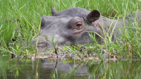 Closeup of a hippo resting in a bog